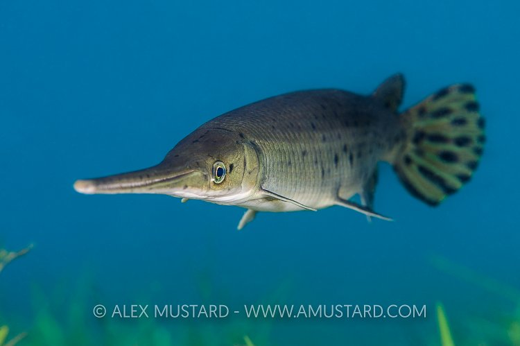 Longnose Gar. Florida