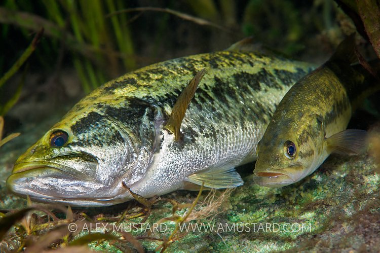 Spawning Bass. USA