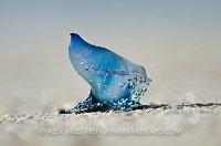 Man-Of-War. Florida, USA.