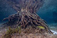 Largemouth Bass With Stump, USA.