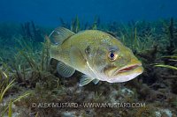 Largemouth Bass Portrait. USA.