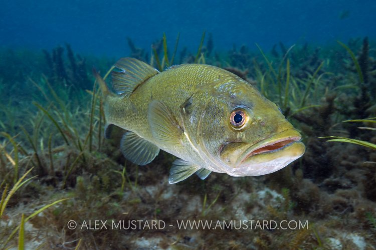 Largemouth Bass Portrait. USA.