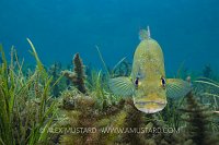 Largemouth Bass Portrait. USA.