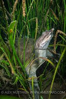 Turtle In The Grass. USA.