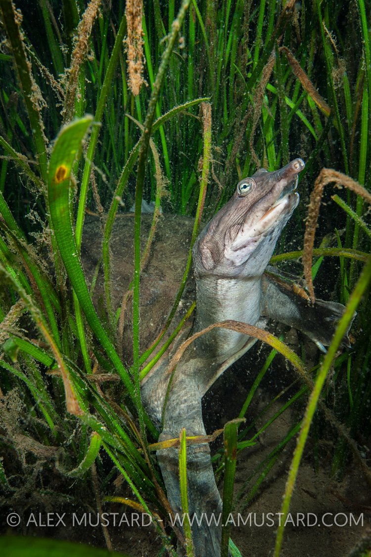 Turtle In The Grass. USA.