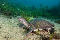 Florida Softshell Turtle. USA