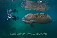 Manatee Waits For Portrait. Florida, USA.