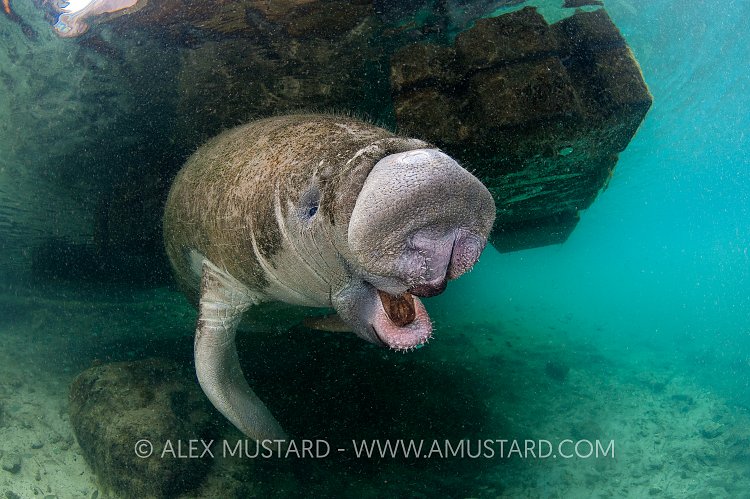 Yawning manatee.  Florida, USA