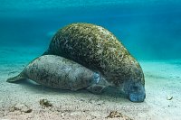 Manatee Nursing. USA