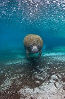 Manatee in the rain. Florida, USA