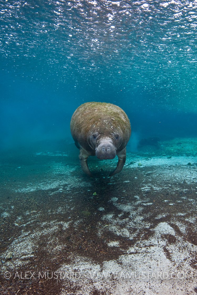 Manatee in the rain. Florida, USA