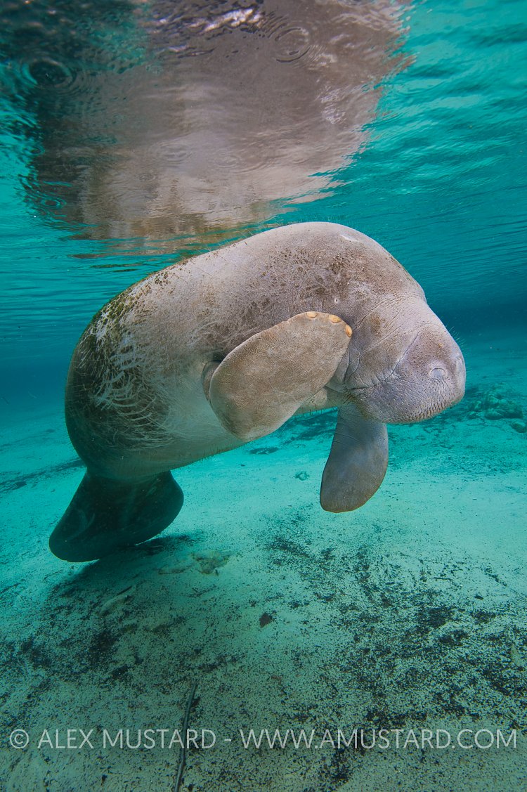 Head scratch manatee. Florida, USA.