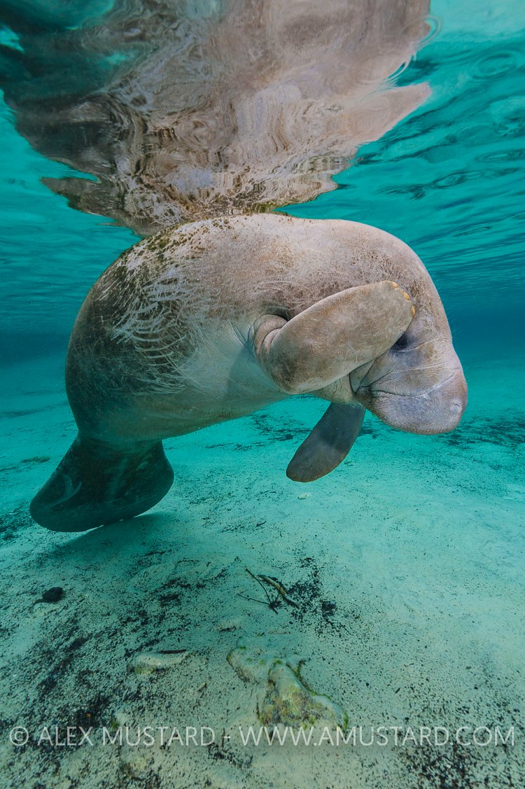 Manatee Scratch. USA