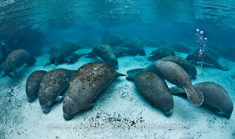 Manatee Gathering. Florida, USA