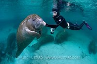 Young Florida Manatee With Snorkeller. Florida USA