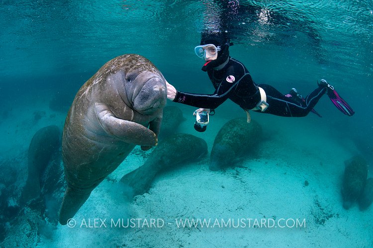 Young Florida Manatee With Snorkeller. Florida USA
