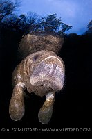 Young Florida manatee. Florida, USA.