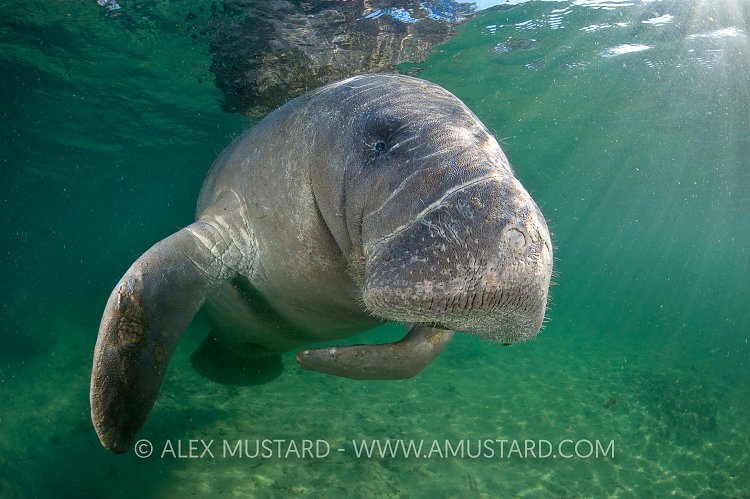 Manatee in sun. Florida, USA
