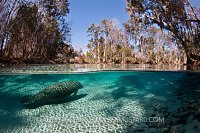 Manatee in spring! Florida, USA.