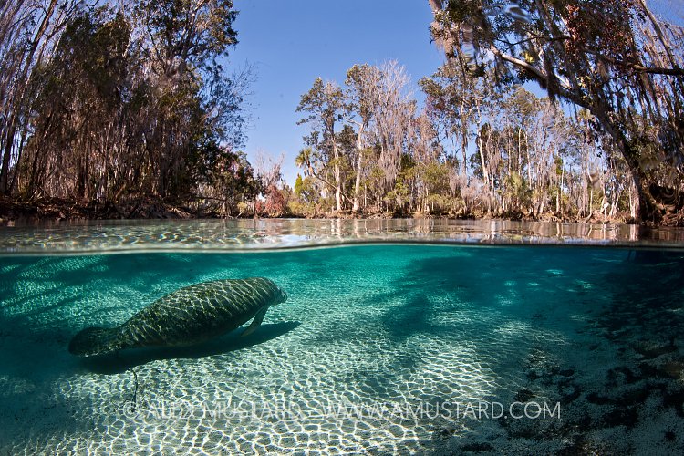 Manatee in spring! Florida, USA.