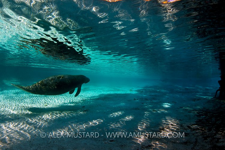 Florida manatee entering spring. USA.
