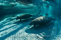 Manatee Trio. Florida, USA