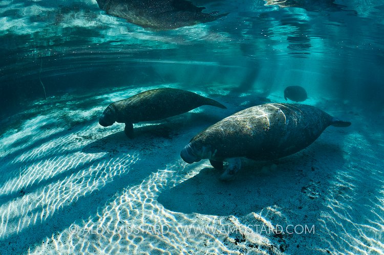 Manatee Trio. Florida, USA
