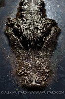 American Alligator. Florida, USA.