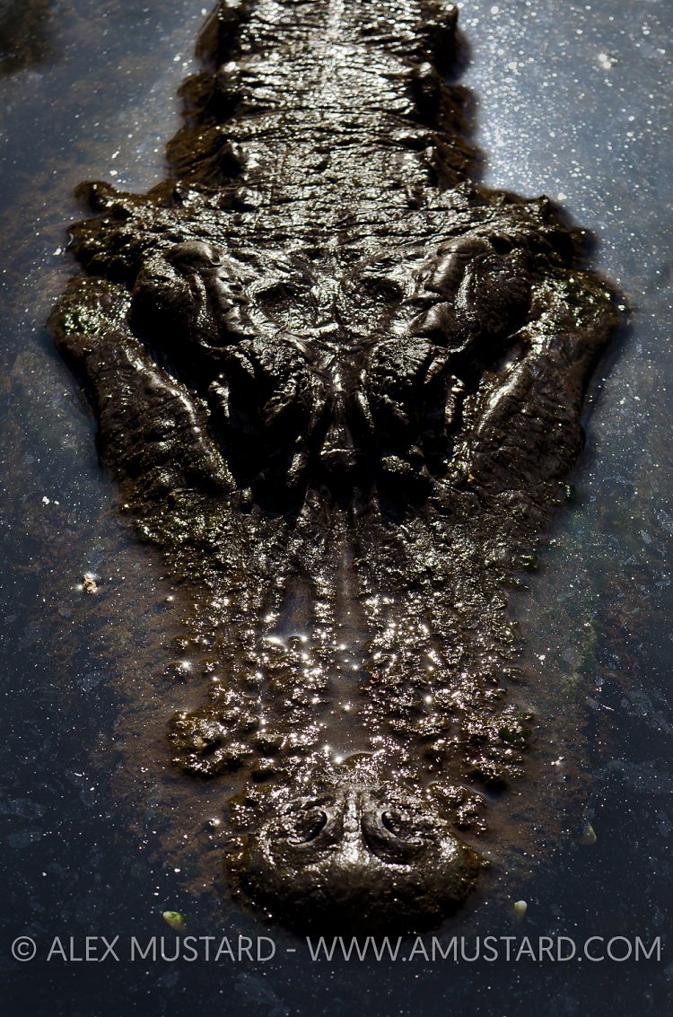 American Alligator. Florida, USA.