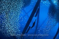 Hunting Sealion. USA