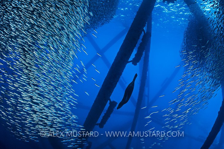 Hunting Sealion. USA