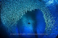 Hunting Cormorant. USA