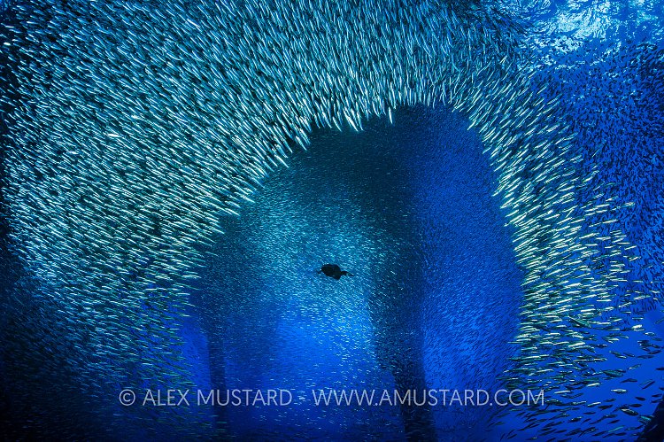 Hunting Cormorant. USA