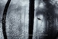 Hunting Sealion. USA