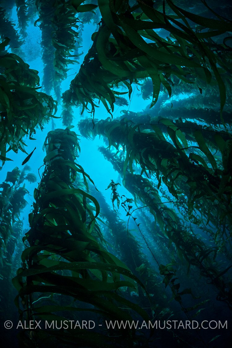 Kelp Forest Silhouette. USA