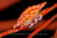 Snail With Eggs. USA