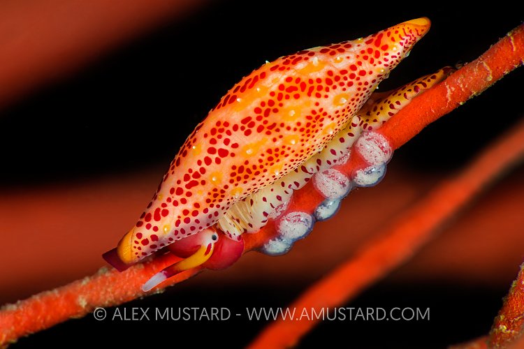 Snail With Eggs. USA