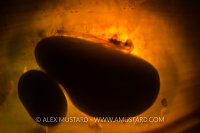 Swell Shark Egg. USA