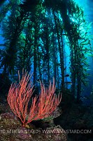 Gorgonian In Kelp Forest. USA
