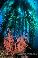 Forest Gorgonian. USA