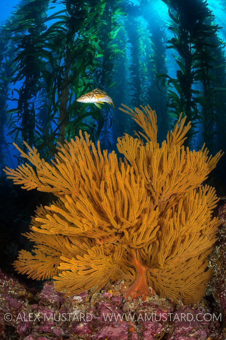 Golden Gorgonian. USA