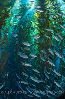 Blacksmiths In Kelp. USA