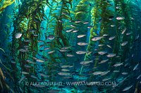 Blacksmiths In Kelp. USA