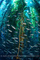 Blacksmiths In Kelp. USA