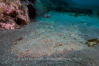 Angelshark Waits! USA