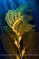 Giant Kelp. USA