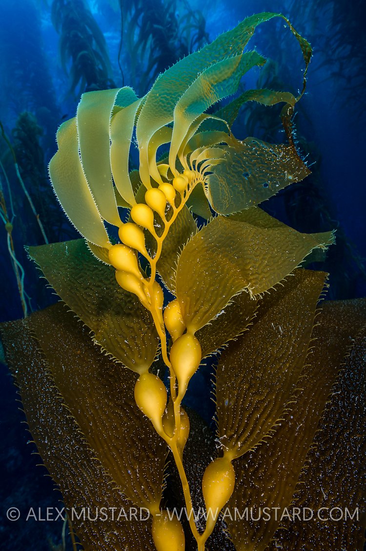 Giant Kelp. USA