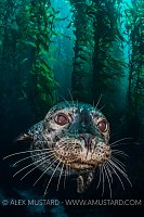 Habour Seal In Kelp. USA