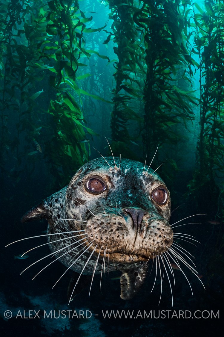 Habour Seal In Kelp. USA