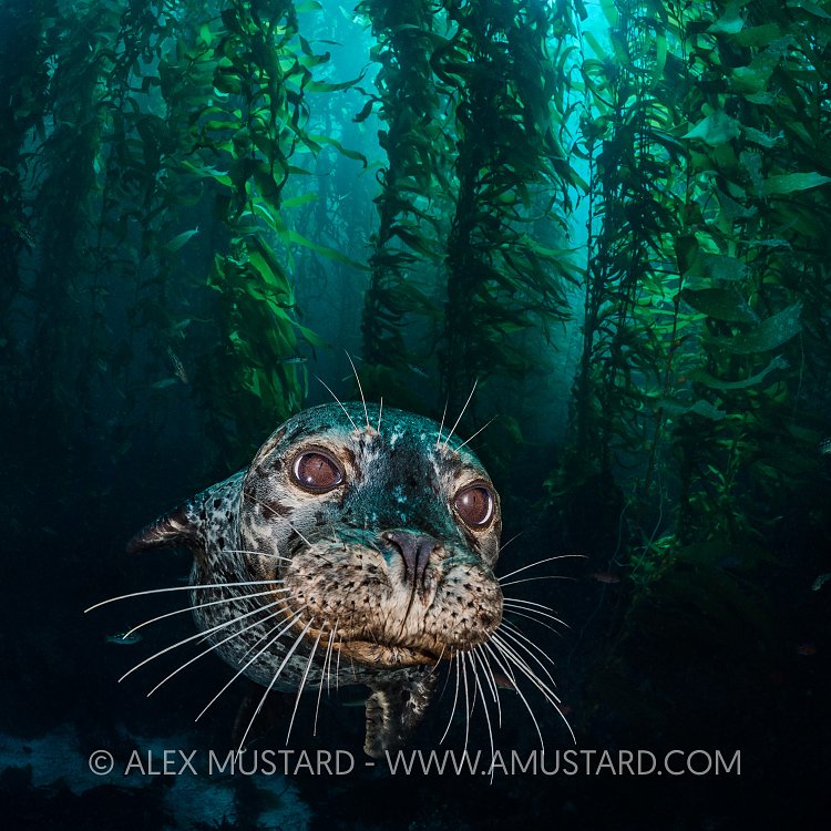 Habour Seal In Kelp. USA